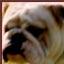 L'avatar di BullDog