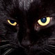 L'avatar di ladycat