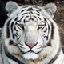 L'avatar di blind tiger